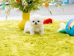 -萌宠之家·腊肠犬·马尔泰·小体犬舍
