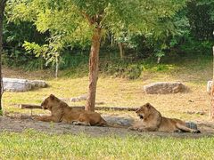 -北京野生动物园