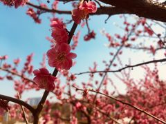 景点-白塘生态植物园