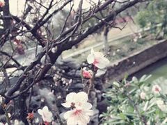 -香雪海