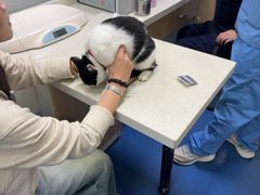 -顺强宠物诊所·狂犬免疫·夜诊·骨科(嘉定店)