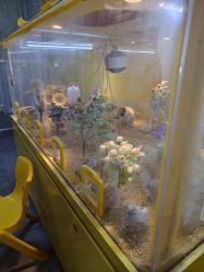 -神奇动物撸宠馆·羊驼·小浣熊·异宠(豫园店)