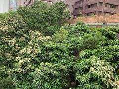 -香港大学