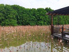 -大湾区中央湿地公园