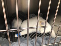 -艾贝尔宠物医院 ·中兽医·宠保定点(北门桥店)