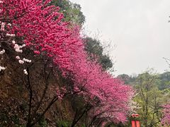 -杭州半山国家森林公园