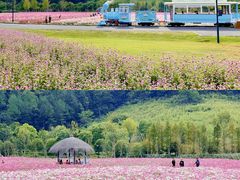 -径山花海