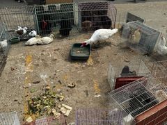 -中环花鸟鱼虫市场