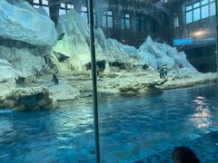 -帝企鹅自助餐厅•儿童岛•真企鹅(长隆企鹅酒店)