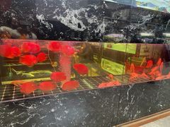 -大自然花鸟鱼虫市场