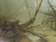 -巽寮印象美食部落餐厅·海鲜·地方特色菜(惠州体验店)