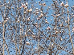 -圆明园遗址公园-藻园门售票处