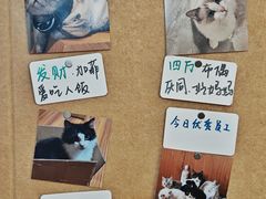 -楼上猫咖(罗湖店)