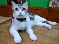 -李小姐の猫咖啡馆(五角场店)