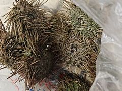 -大湾区中央湿地公园-十九涌