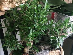 -FEI FEI FLOWER鲜花店·气球派对·宝宝宴布置(虹口德必运动Loft店)