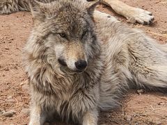 -鄂尔多斯野生动物园