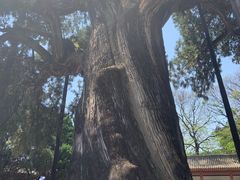 -黄帝陵