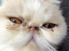 -伟伟宠物医院·CT影像中心·瑞派犬猫综合性门诊(汉口总院)