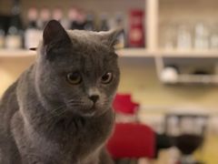 -猫色咖啡·猫咖