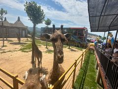 -西霞口神雕山野生动物世界