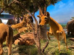 -国家自然博物馆