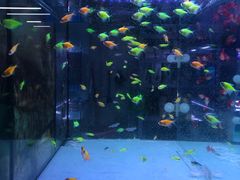 -中环花鸟鱼虫市场