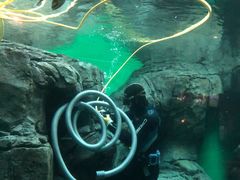 -上海海洋水族馆