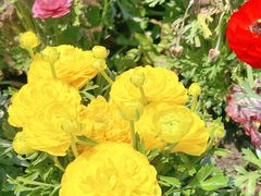 -春花秋色城市公园