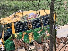 -贵州森林野生动物园