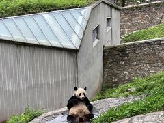 -卧龙中华大熊猫苑神树坪基地