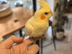-吉丁鸟咖·异宠·寄养
