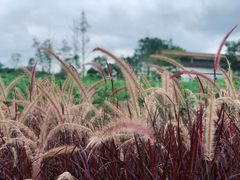 -桤木河湿地公园