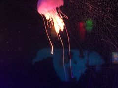 -太平洋海底世界