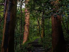 -天目山大树王景区