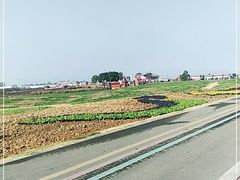 -空港花田景区