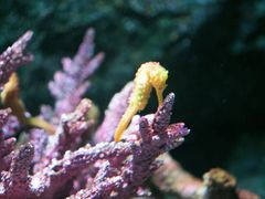 -暹罗海洋世界