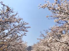 -樱花山风景区