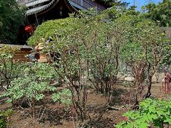 -龙华寺