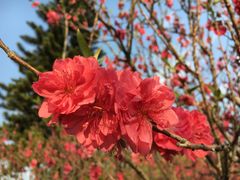 -南国桃园旅游度假区