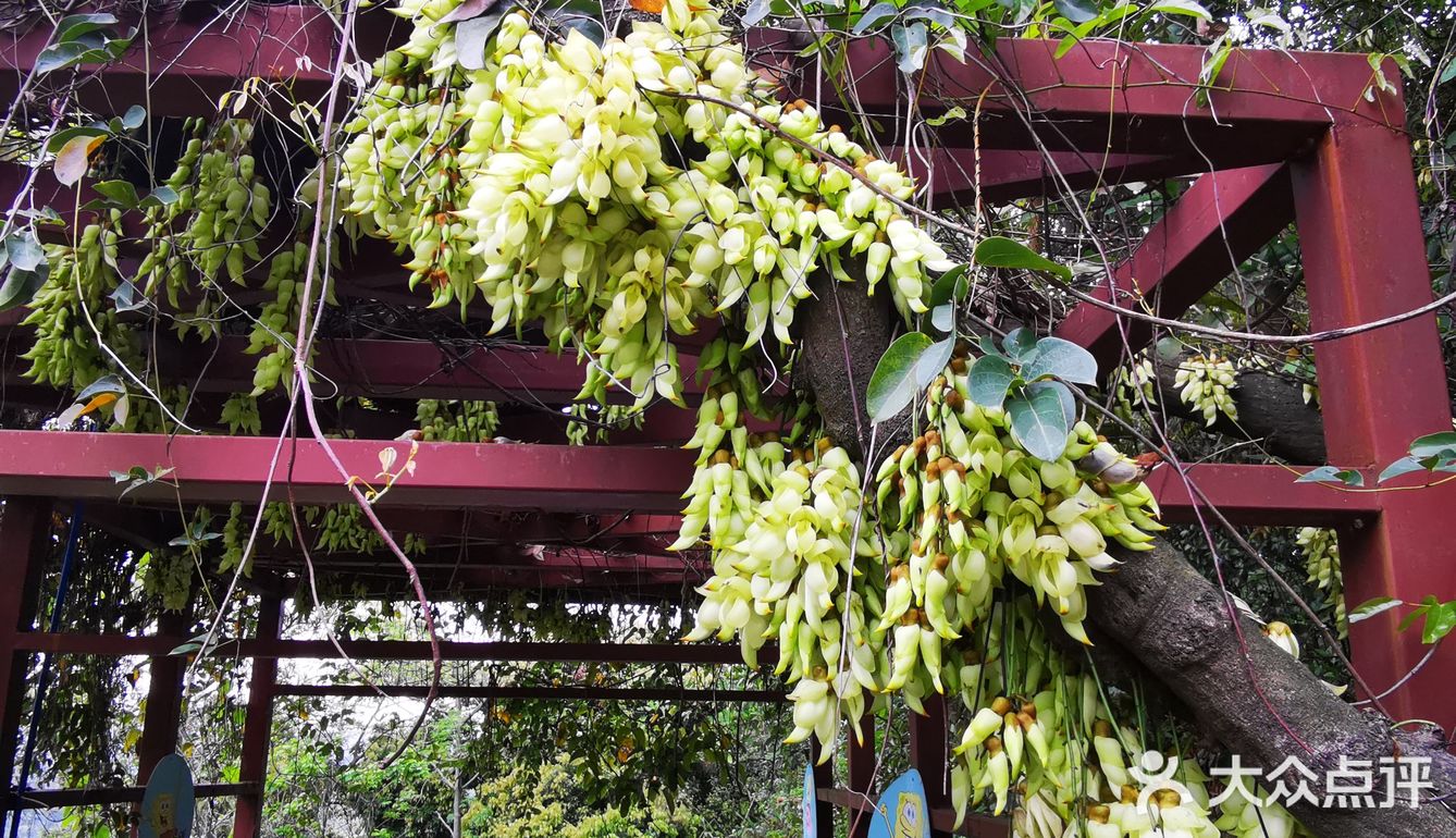 天鹿湖公園禾雀花