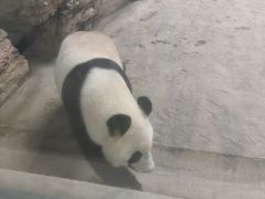 -石家庄市动物园