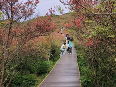 -大围山国家森林公园