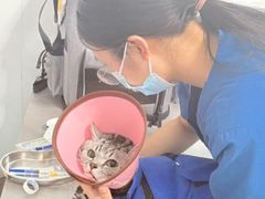-瑞派先诺宠物医院•猫专科•普外科•中兽医(佛山院)