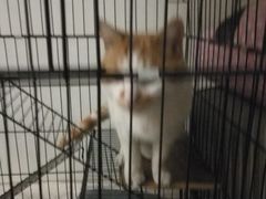 -伟伟宠物医院·CT影像中心·瑞派犬猫综合性门诊(汉口总院)