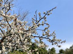 -上海醉白池公园