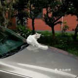 阳光明媚的日子，在小区里抬头看看蓝天白云