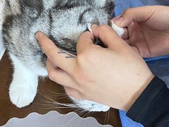 -美联众合动物医院·24h京西诊疗中心