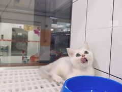 -1013 PET SHOP精品宠物商店(丁香店)