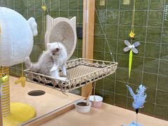 -帕帕拉兹宠物(亚洲旗舰店)